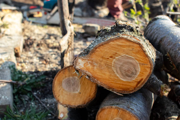 How Our Tree Care Process Works  in  Whitewater, KS