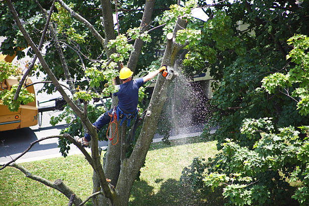 Reliable Whitewater, KS Tree Care Solutions